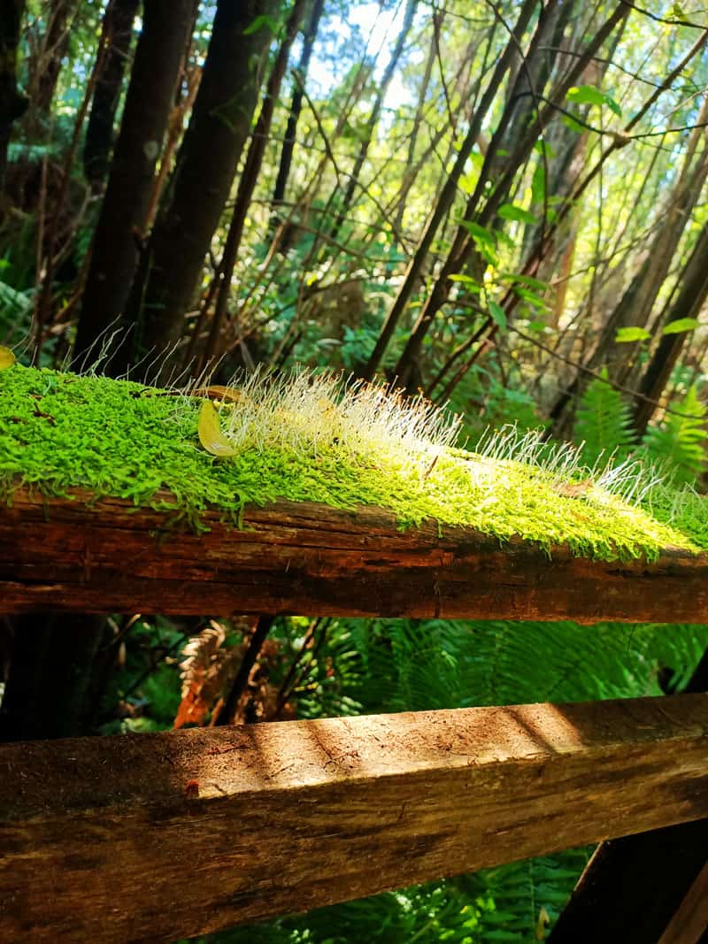 Beauty spot walking track is one of the things you can do in Marysville for a 1 full day of Attractions.